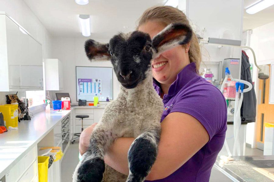 Grace Lane Vet team member holding lamb in prep room